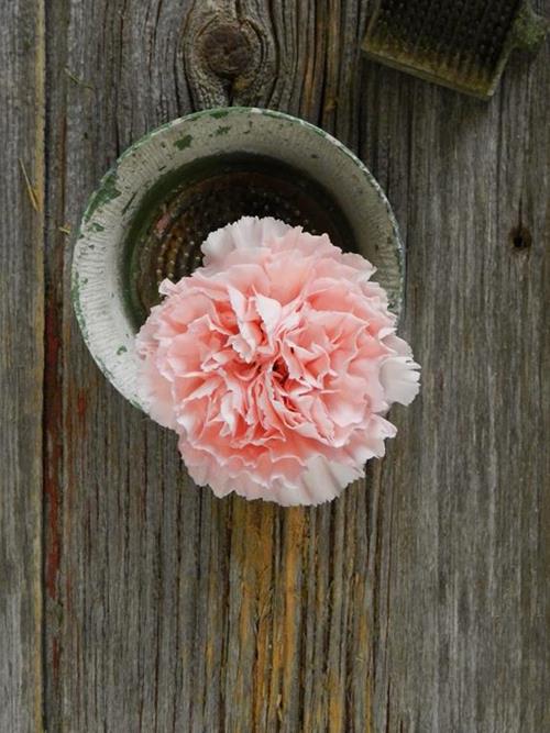 NAHEMA PINK CARNATIONS